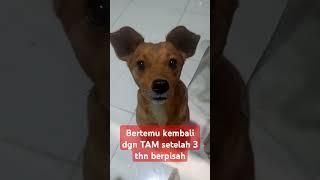 setelah 3th berpisahbertemu lg ‍ #shortvideo #shorts #dog #doglover