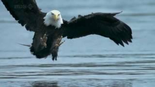 Bald Headed Eagle catches salmon