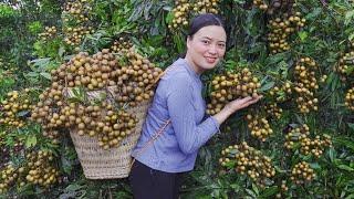 Harvesting longan Jack Fruit  Go to the market to sell  Lucia Daily Life