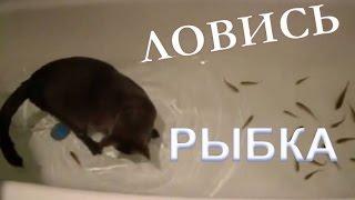 Кот ловит рыбок в ванной. Вот умора.