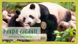 TODO sobre los PANDAS GIGANTES