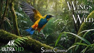 Wild Wings Jungle Birds - Rainforest Edition 4K  Scenic Cinema With Nature & Bird Sounds