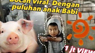 Viral Bocah 3 Tahun pelihara puluhan anak babi  simak kegiatan si Gavin 