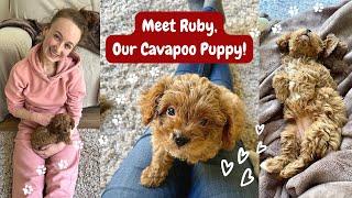 MEET RUBY OUR CAVAPOO PUPPY FIRST WEEKS AT HOME INJURY RECOVERY AND MANAGING CHRONIC ILLNESS 