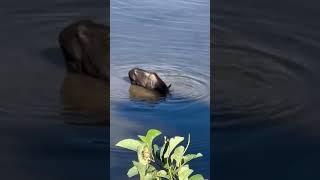 Two Moose Go For A Swim And Munch On Underwater Delicacies