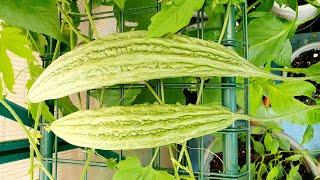 Fastest way to grow Bitter Melon Ampalaya Bitter Gourd Karela Manila London Seed To Harvest How to