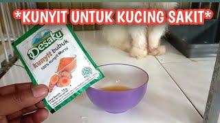 KUCING SAKIT TIDAK MAU MAKAN KEMUNGKINAN KARENA  SARIAWAN