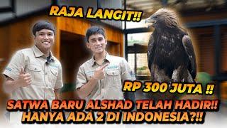 ALSHAD ADOPSI SATWA BARU LAGI  KALI INI RAJA LANGIT  TERMASUK BURUNG PREDATOR TERBESAR 