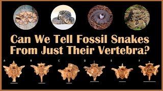 Can We Tell Fossil Snakes From Just Their Vertebra?