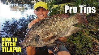 TIPS PRO mancing ikan nila liar