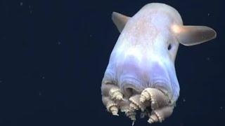 Facts The Dumbo Octopus