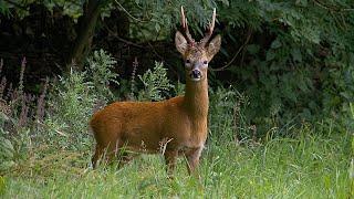 HUNTING ROEBUCK - Big bucks in the rut - Calling roebuck