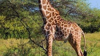 Girafa Kim morreu engasgada por um saquinho de algodão doce.