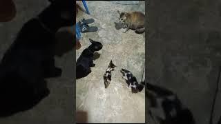 Kucing betina berantem dengan kucing betina# #videoshorts cats