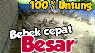 Bebek umur 3 bulan