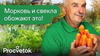 МОРКОВЬ И СВЁКЛА ВЫРАСТУТ СЛАДКИМИ ГЛАДКИМИ И СОЧНЫМИ если посыпать их ЭТИМ сразу после всходов