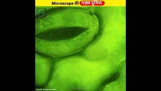 Microscope का Amazing World  Microscope World  #shorts #ytshorts