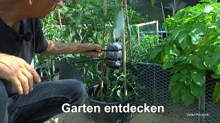 Garten Bäume und Tomaten vermehren im Sommer und Garten entdecken