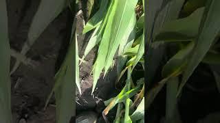2023 corn video number 10 wind damage