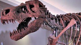 The Tragic Real-Life Story Of Sue The T-Rex