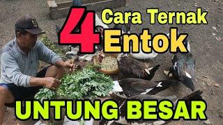 4 Cara Ternak Entok Untung Besar