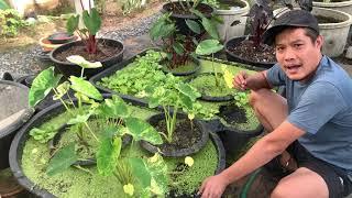 แนะนำ colocasia yellow splash #บอนนาญี่ปุ่น สวนข้างบ้านฉัน ep146