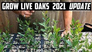 Grow Live Oak Trees 2021 Update