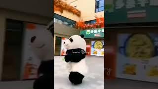 Funny panda prank Video 