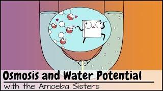 Osmosis and Water Potential Updated