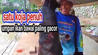 COBA PAKAI RACIKAN INI DIJAMIN GACOR UMPAN IKAN BAWAL HARIAN