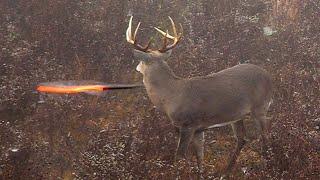 15 Archery Shots in 15 Minutes  EPIC Bowhunting Highlights