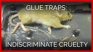 Glue Traps Indiscriminate Cruelty