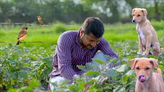 Indian Rural Life  Delicious Food and Beautiful Nature