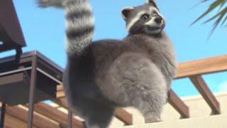 Mighty Mike Raccoon Butt Taunt