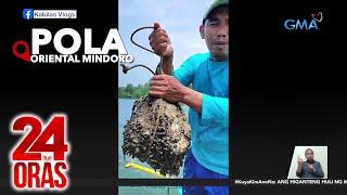 Naglalakihang talaba nahuli ng mangingisda sa Pola Oriental Mindoro  24 Oras