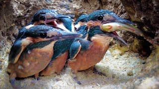 Greedy Kingfisher Chick  - 4K  Discover Wildlife  Robert E Fuller