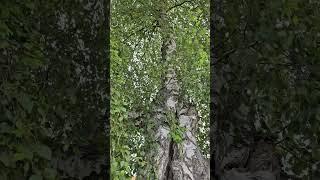 #nature #naturelovers #tree #simple #life #happy #shortvideo #viral #viralvideo