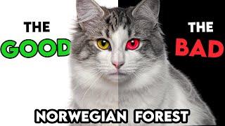 MUST-KNOW Norwegian Forest Cat PROS AND CONS
