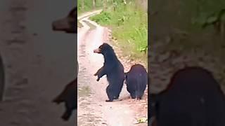 Sloth Bear at Chitwan Sauraha  Chitwan National park shorts #shorts #youtubeshorts #shortsfeed