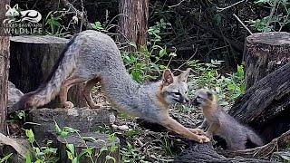 Gray fox family  Part 2 - Frances explores her new home