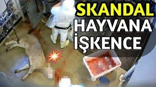 Fransada mezbahada hayvanlara işkence gizli kamerada