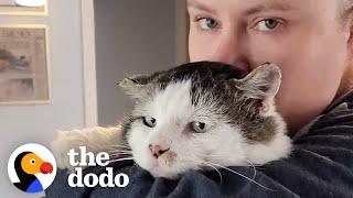 This Cat Was Left Behind When His Owner Moved Away  The Dodo