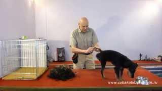 4 Как приучить собаку к триммингу шерсти. Лапы хвост живот
