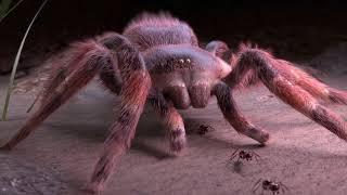 Tarantula Song