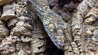 Creature Feature Giant Leaf Tailed Geckos in Camouflage