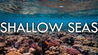 Shallow Seas - Continental Shelf Coral Plankton and Kelp - Biomes#11