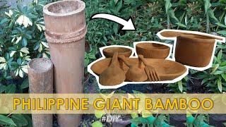 DIY  Philippine Giant Bamboo  Maraming pwedeng gawin