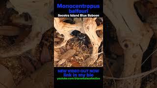 Socotra island Blue Baboon Tarantula