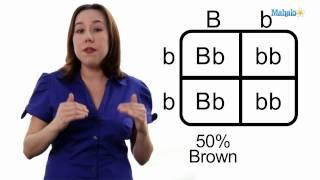 Learn Biology How to Draw a Punnett Square