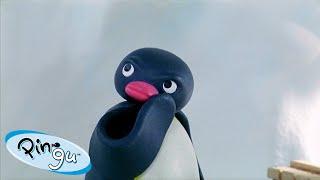 Best Episodes from Season 5  Pingu - Official Channel  Cartoons For Kids